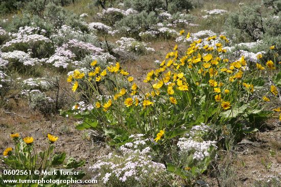 Arrowleaf Balsamroot & Showy Phlox among Big Sagebrush