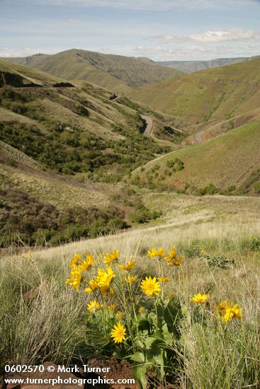 Rattlesnake Grade (WA 129) winds down to Grande Ronde valley, view south w/ Arrowleaf Balsamroot fgnd