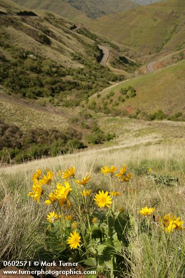 Rattlesnake Grade (WA 129) winds down to Grande Ronde valley, view south w/ Arrowleaf Balsamroot fgnd