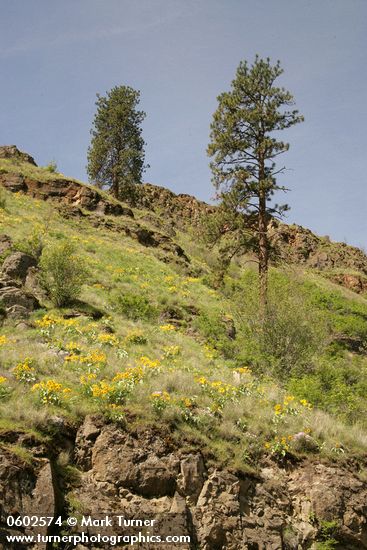 Ponderosa Pines & Arrowleaf Balsamroot on rocky slope in Grande Ronde valley