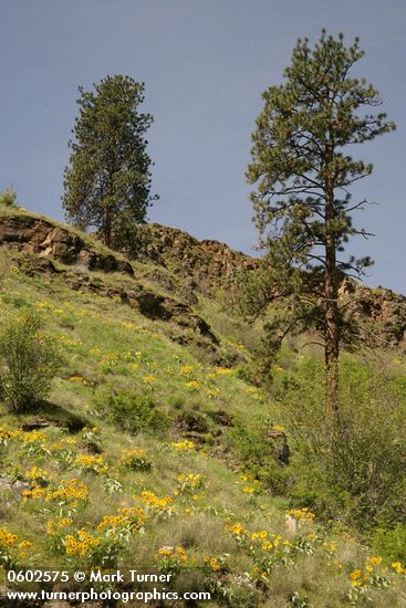Ponderosa Pines & Arrowleaf Balsamroot on rocky slope in Grande Ronde valley