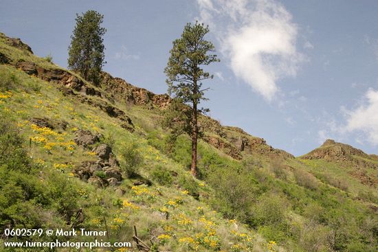 Ponderosa Pines & Arrowleaf Balsamroot on rocky slope in Grande Ronde valley