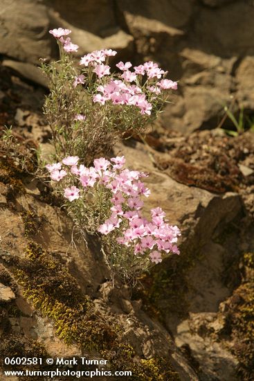 Longleaf Phlox on basalt cliff