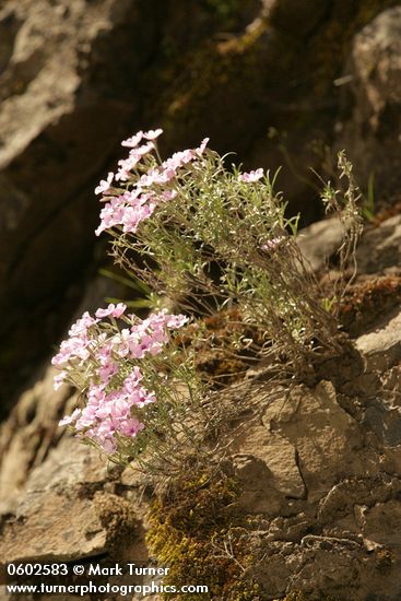 Longleaf Phlox on basalt cliff
