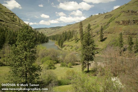 Ponderosa Pines along Grande Ronde R