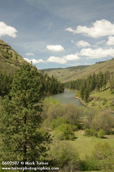 Ponderosa Pines along Grande Ronde R