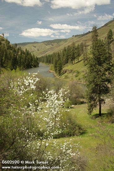 Serviceberry, Ponderosa Pines along Grande Ronde R