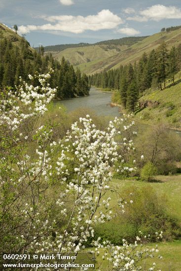 Serviceberry, Ponderosa Pines along Grande Ronde R