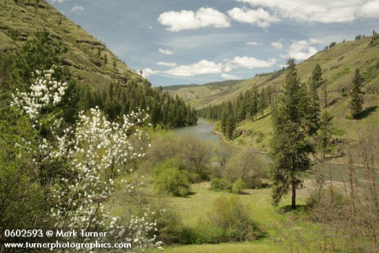 Serviceberry, Ponderosa Pines along Grande Ronde R