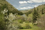 Serviceberry, Ponderosa Pines along Grande Ronde R