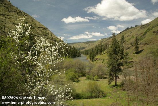 Serviceberry, Ponderosa Pines along Grande Ronde R