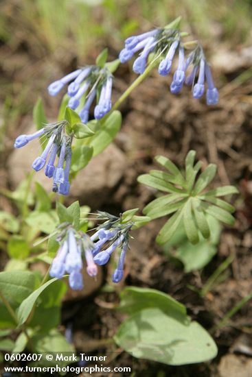 Leafy Bluebells