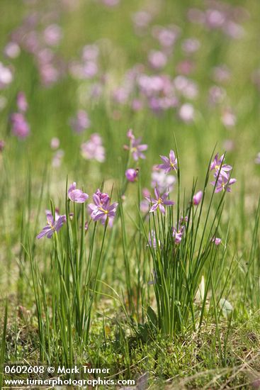 Grass Widows in meadow