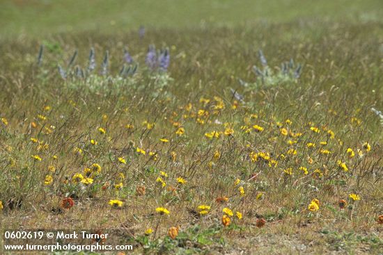 Rosy Balsamroot in lithosol plant community w/ Lupines soft bkgnd