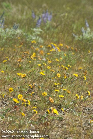 Rosy Balsamroot in lithosol plant community w/ Lupines soft bkgnd
