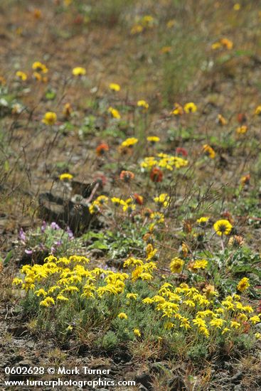 Narrowleaf Goldenweed, Rosy Balsamroot, Woolly-pod Milkvetch in lithosol plant community