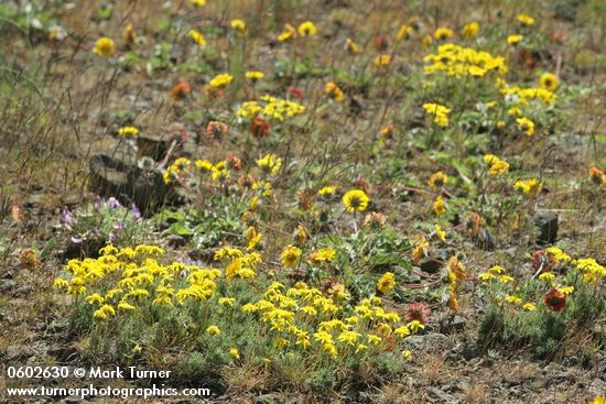 Narrowleaf Goldenweed, Rosy Balsamroot, Woolly-pod Milkvetch in lithosol plant community