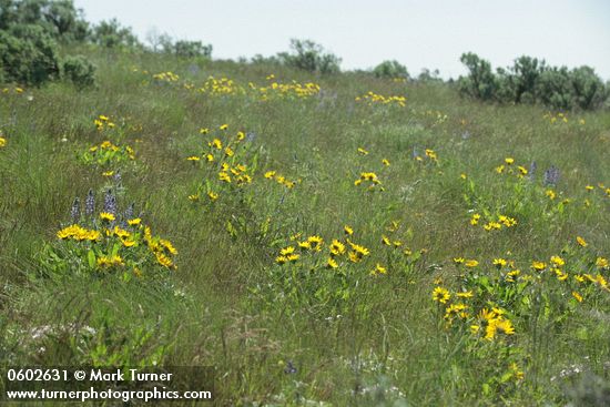 Carey's Balsamroot among grasses & Lupines