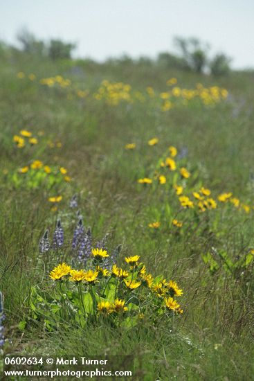 Carey's Balsamroot among grasses & Lupines
