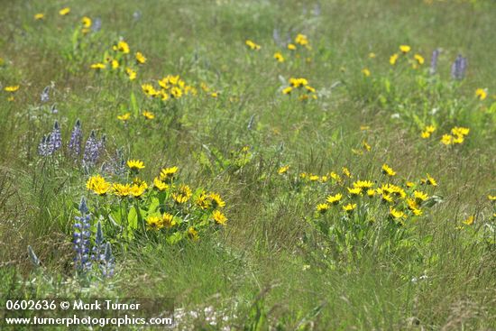 Carey's Balsamroot among grasses & Lupines