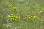 Carey's Balsamroot among grasses & Lupines