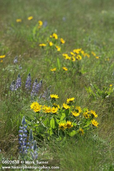 Carey's Balsamroot among grasses & Lupines