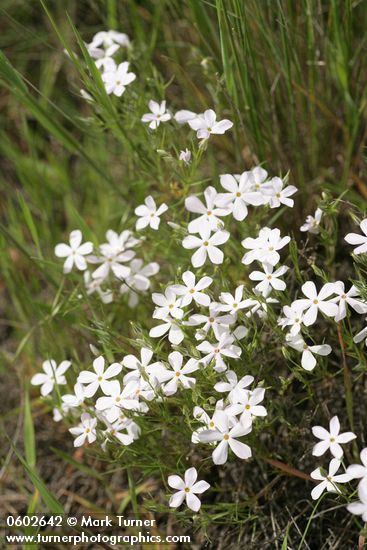 Longleaf Phlox among grasses