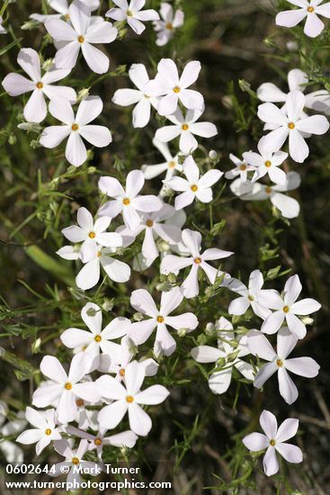 Longleaf Phlox 