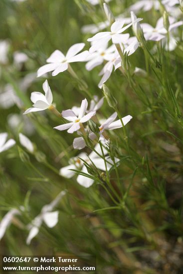Longleaf Phlox  side view among grasses