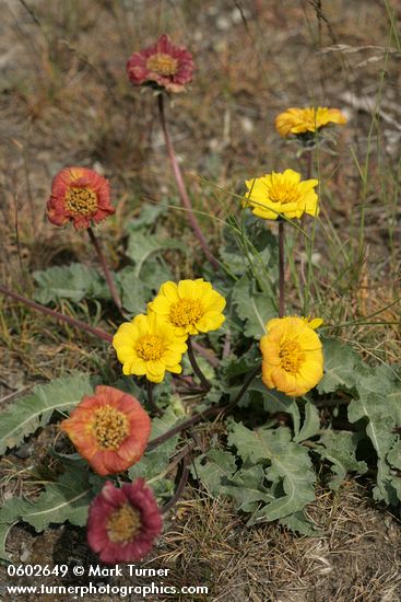 Rosy Balsamroot