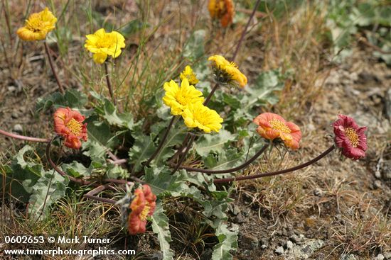 Rosy Balsamroot