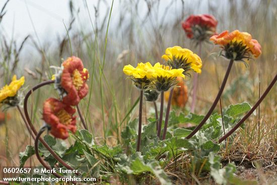 Rosy Balsamroot ground-level view