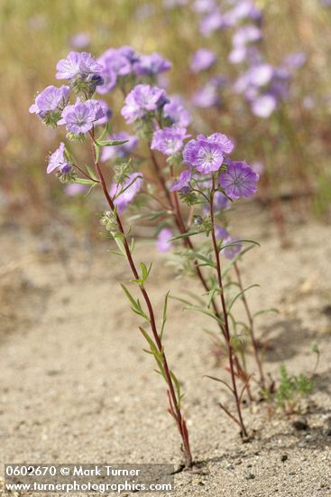 Threadleaf Phacelia