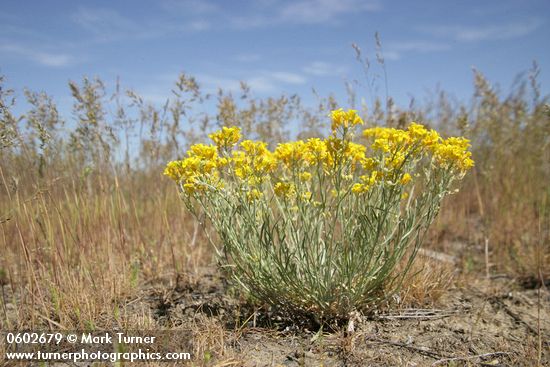 Douglas' Bladder Pod among dry grasses under blue sky