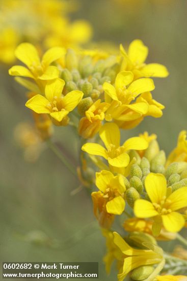 Douglas' Bladder Pod blossoms detail