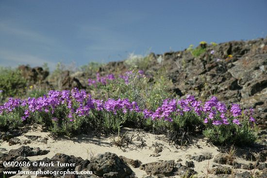 Gairdner's Penstemon