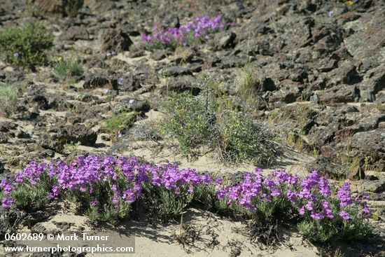 Gairdner's Penstemon