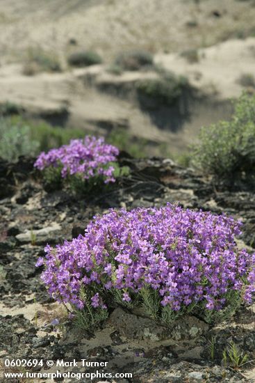 Gairdner's Penstemon