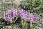 Gairdner's Penstemon