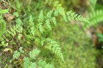 Fragile Fern (Brittle Bladderfern)