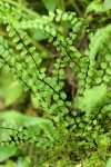 Maidenhair Spleenwort