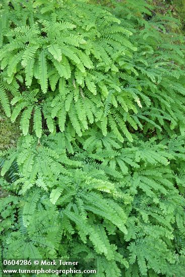 Maidenhair Fern