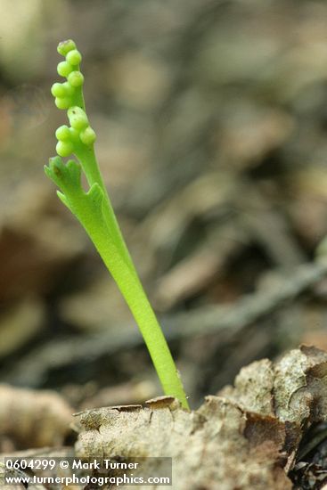 Western Goblin (Mountain Moonwort)