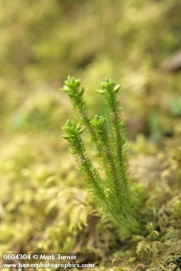 Alpine Fir-moss (Pacific Clubmoss)