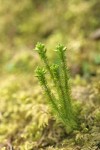 Alpine Fir-moss (Pacific Clubmoss)