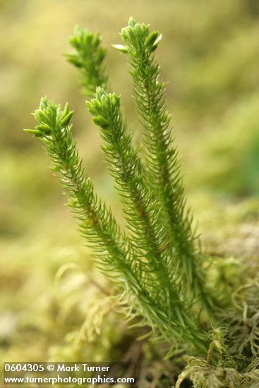 Alpine Fir-moss (Pacific Clubmoss)