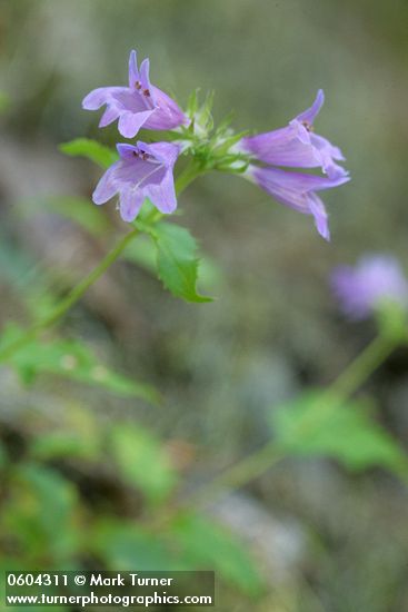 Cascades Penstemon