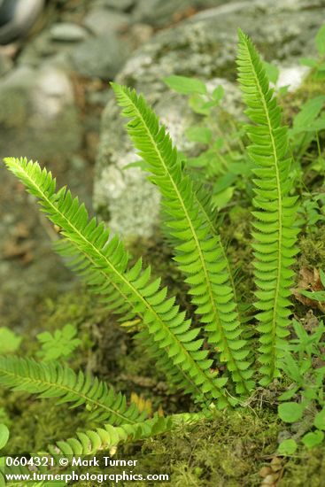 Northern Holly Fern