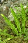 Northern Holly Fern