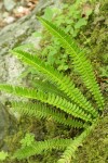 Northern Holly Fern